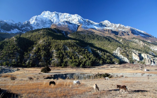 ml-106
