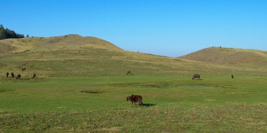 rojan